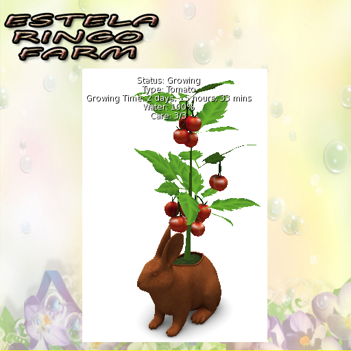 DFS Tomato Plant (FSB#12) - ULTRA RARE