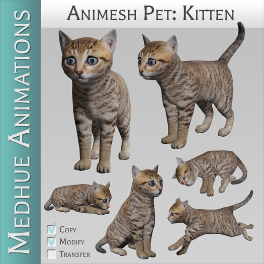 Medhue Animesh Pet Kitten