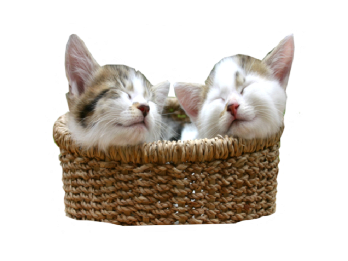 2 TINY KITTENS  - 1 PRIM ALPHA WALL DECAL or WOOD CUTOUT