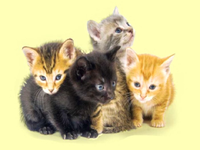 4 LONELY KITTENS - 1 PRIM ALPHA WALL DECAL or WOOD CUTOUT