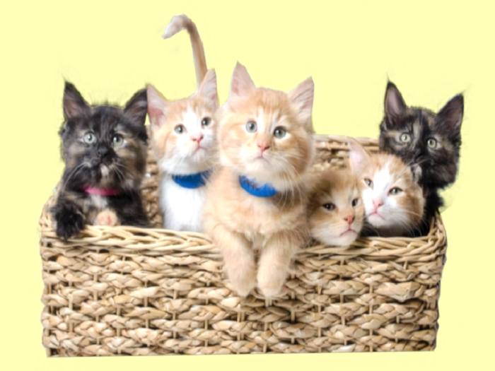 6 FRISKY BASKET KITTENS: 1 PRIM WALL DECAL OR WOOD CUTOUT