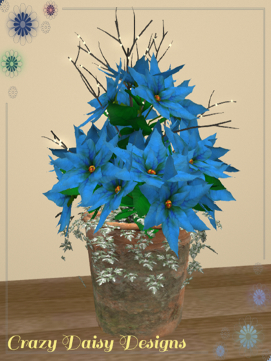 Poinsettia in Terracotta - Blue