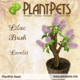 PlantPet Seed [Lilac Bush *Lorelei*]COMMON