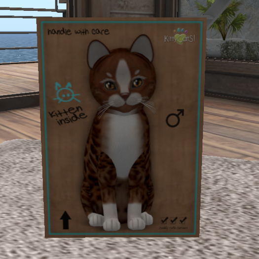 KittyCatS Box - New Born Kitten