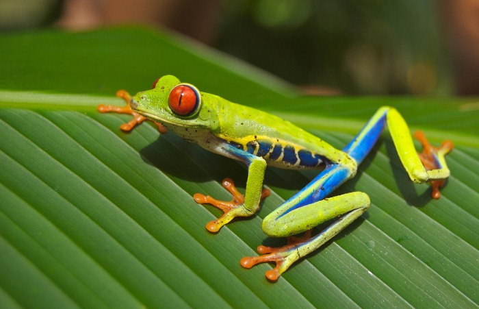 Frog 01