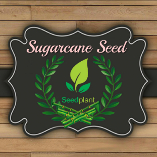 DFS Sugarcane Seed