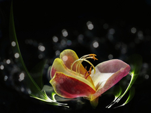 Flowers 02