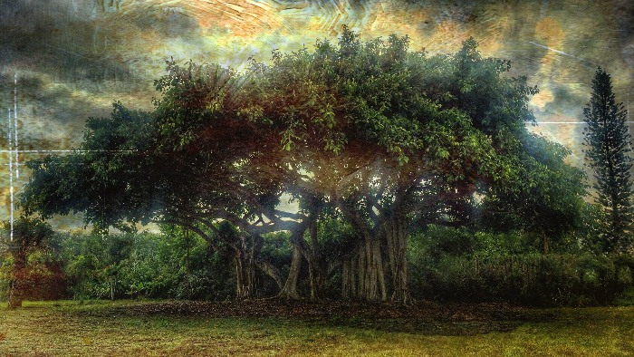 Trees 01