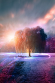 Trees 03