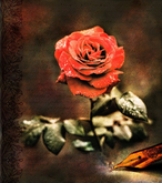 Flowers 03