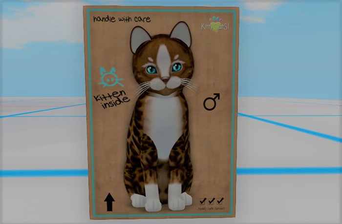 KittyCatS Box - New Born Kitten