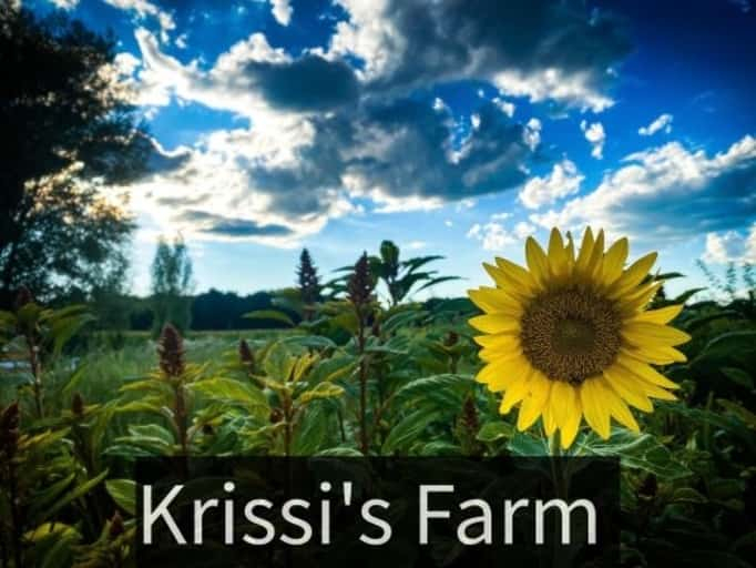 DFS Xmas Sleigh Bells