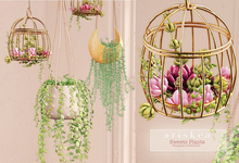 Ariskea[Thought]  Hanging Plant Collections