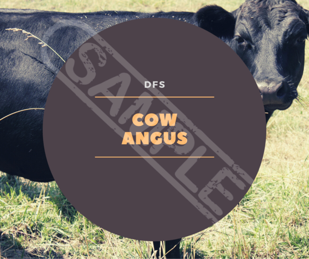 TEXTURE DFS Cow Angus