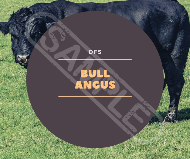 TEXTURE DFS Bull Angus