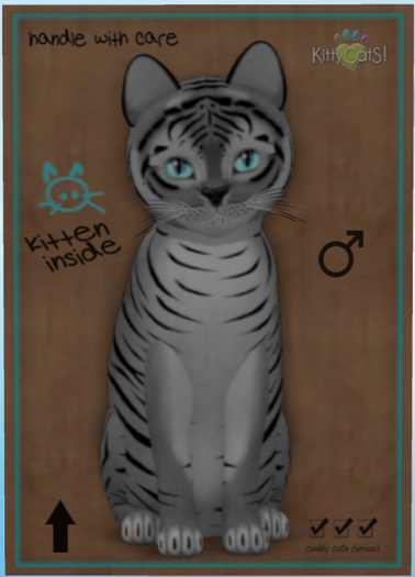 KittyCatS Box - Tiger! - Shadow