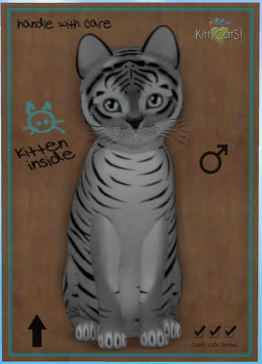 KittyCatS Box - Tiger! - Shadow