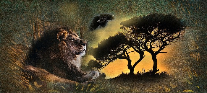 Lion 02
