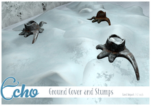 Echo - Victoria Park - Ground Cover and Stumps 