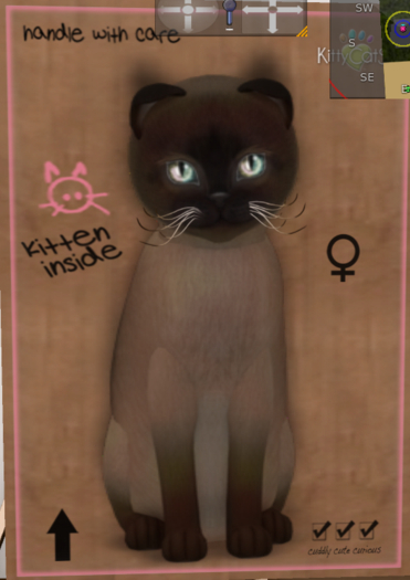 KittyCatS Box - 9TTonkNM Girl