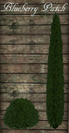 Evergreen Shrubs-Pair