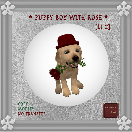 Cute Puppy Boy