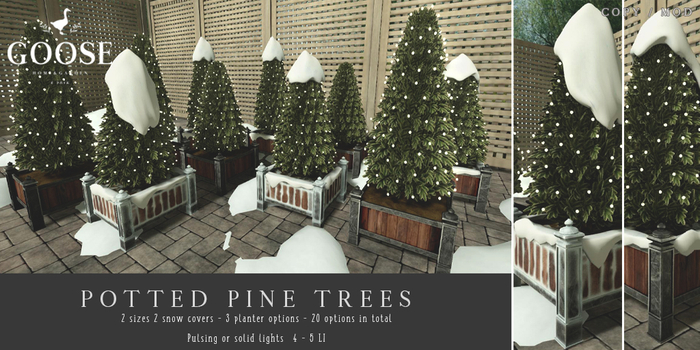 GOOSE - Potted pine trees