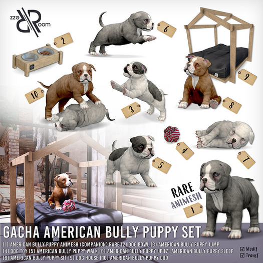 [Rezz Room] Box American Bully Puppy Jump