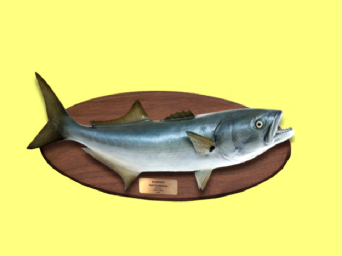 BLUEFISH MOUNTED WOOD PLAQUE HANGING Farm&Country 3D Detailed Cut-Out Wall Decal Style on 1 Prim C/M Image 2 Sides Ready
