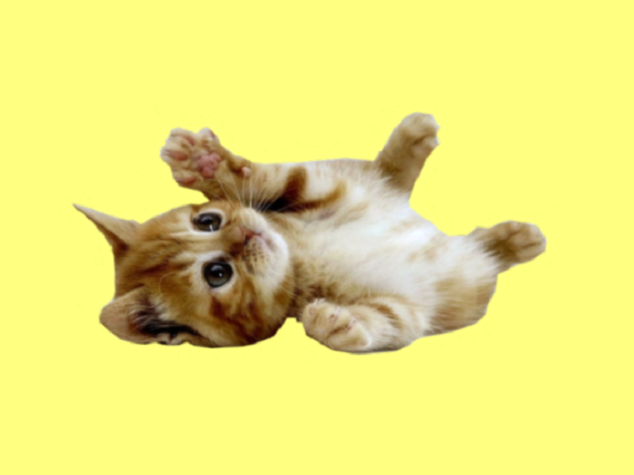PLAYFUL KITTY TUMMY RUB HOME DECOR STAND UP 3D Detailed Cut Out Wall Decal Style on 1Prim C/M Image Both Sides & Ready