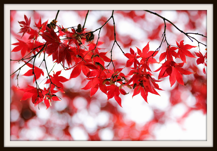 Autumn Leaves -- Wall Art