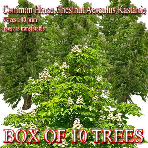 Box of 10 trees Common Horse Chestnut Aesculus hippocastanum Baumannii bluehende Kastanie Kastanien