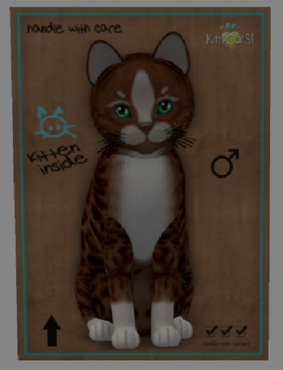 KittyCatS Box - Genesis - Ginger II - Male