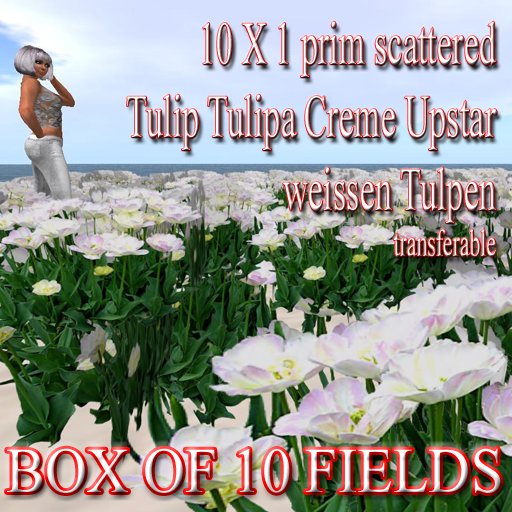 GuTi 10 x 1 prim scattered Tulip Tulipa Creme Upstar weisse Tulpen Box of 10