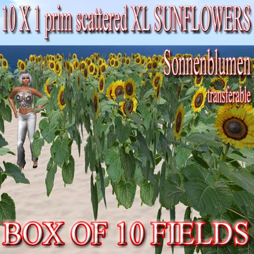 10 x 1 prim scattered XL yellow sunflowers Sonnenblumenfeld sunflower field