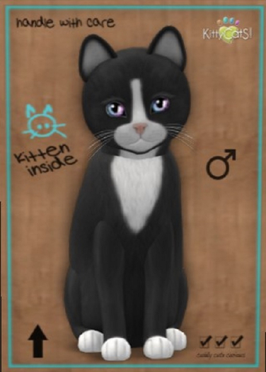 KittyCatS Box - New Born Kitten