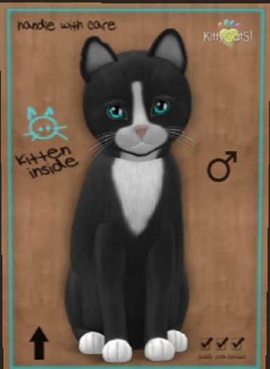 KittyCatS Box - New Born Kitten