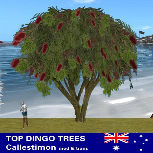 Callistemon Bottlebrush