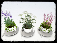 [AE] Home Decor - Teacup Flower Pot SET