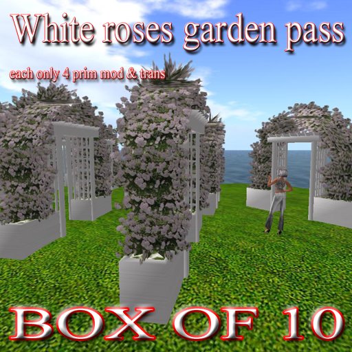 10 x white roses garden rose pass passages