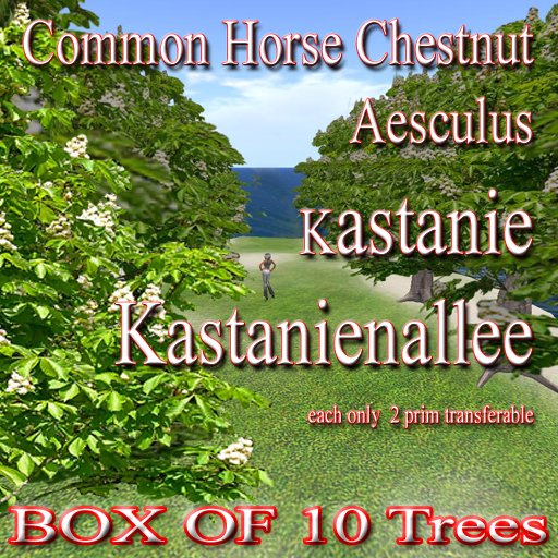 10 trees Common Horse Chestnut Aesculus Kastanie Kastanien Allee