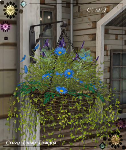 Hanging Basket Blue Daisy