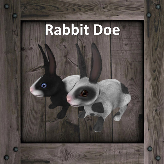 DFS Rabbit Doe (Texture)