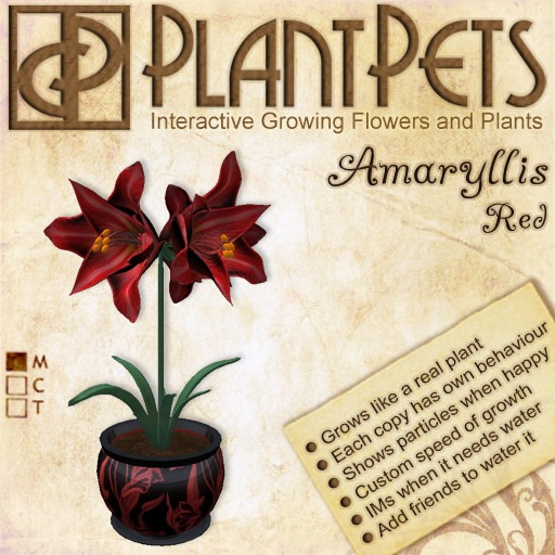 PlantPet Seed [Amaryllis *Big Gold-Red*]