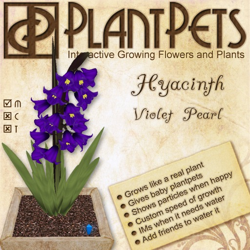 PlantPet Seed [Hyacinth *Violet Pearl*]