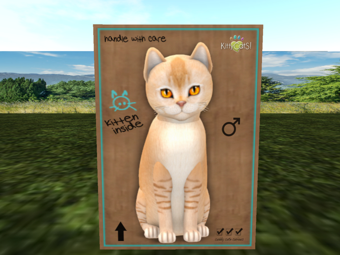 KittyCatS Box - New Born Kitten NORMAL