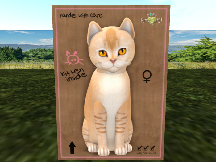 KittyCatS Box - New Born Kitten NORMAL