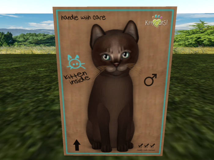 KittyCatS Box - New Born Kitten NORMAL