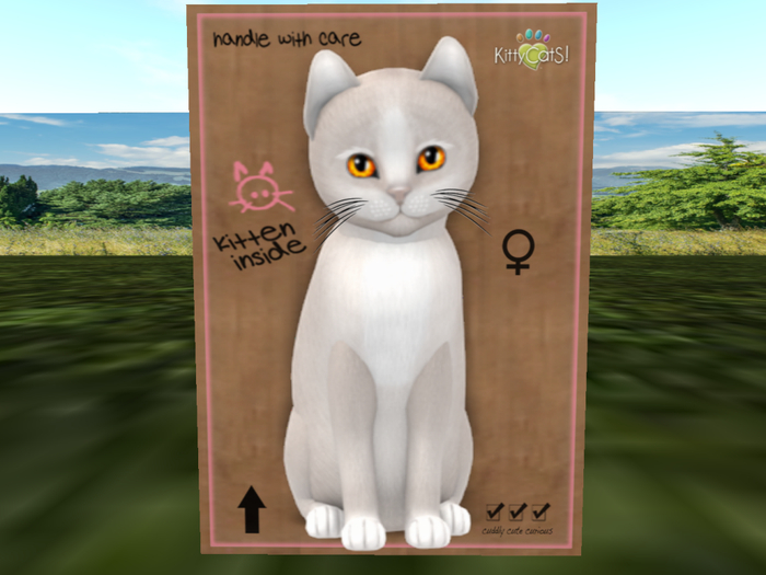 KittyCatS Box - New Born Kitten TEACUP