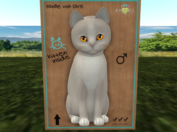 KittyCatS Box - New Born Kitten NORMAL